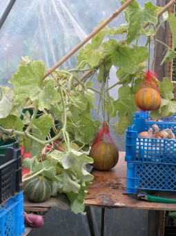 Veg in Polytunnel