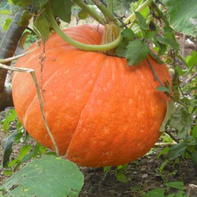 Prized Pumpkin
