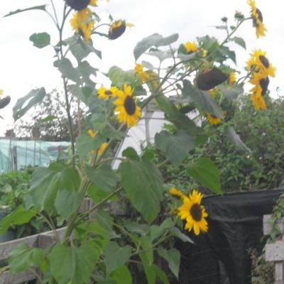 Scintillating Sunflowers